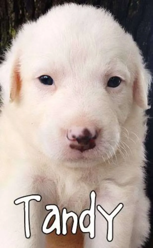 Cachorro ra a SRD idade Abaixo de 2 meses nome Tandy