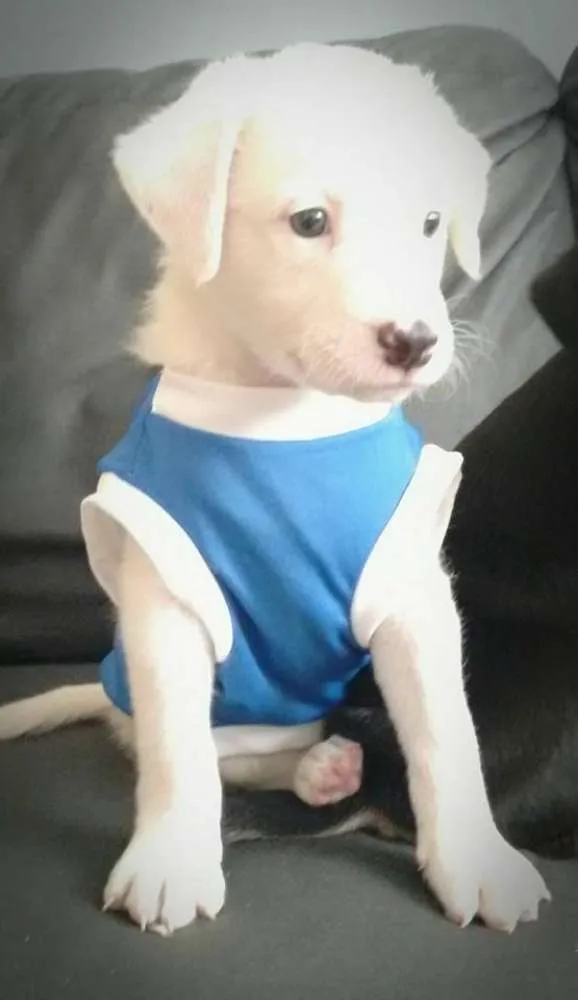 Cachorro ra a SRD idade Abaixo de 2 meses nome Tandy