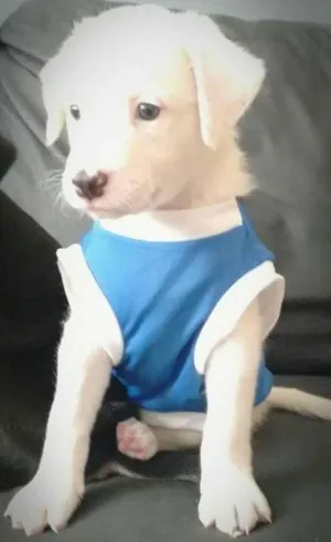 Cachorro raça SRD idade Abaixo de 2 meses nome Tandy