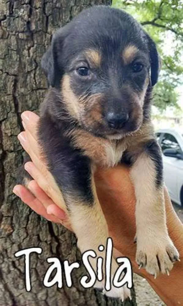 Cachorro ra a SRD idade Abaixo de 2 meses nome Tarsila