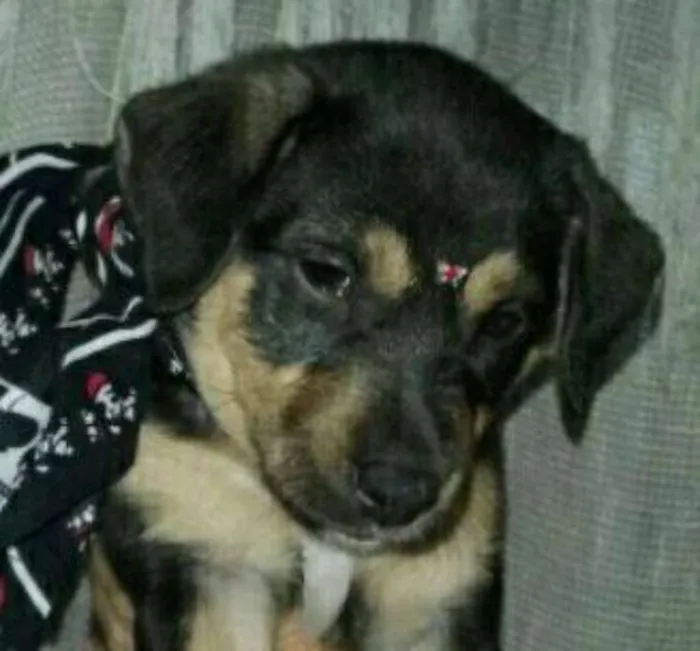 Cachorro ra a SRD idade Abaixo de 2 meses nome Tarsila