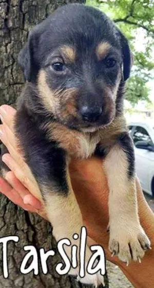 Cachorro raça SRD idade Abaixo de 2 meses nome Tarsila