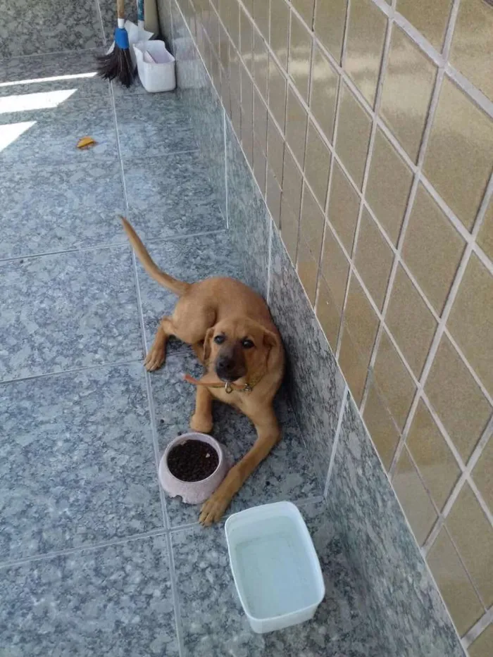 Cachorro ra a Indefinida idade 2 a 6 meses nome Mel