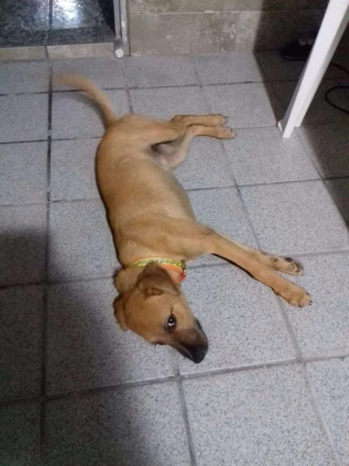 Cachorro ra a Indefinida idade 2 a 6 meses nome Mel