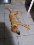 Mel