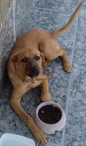 Cachorro raça Indefinida idade 2 a 6 meses nome Mel