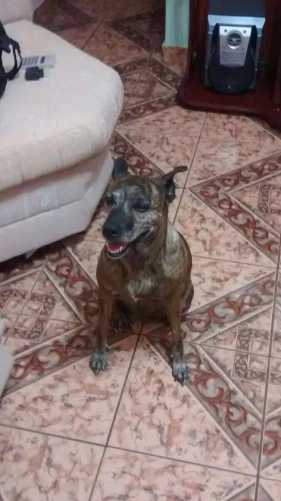 Cachorro ra a Viralata idade 6 ou mais anos nome Bombom