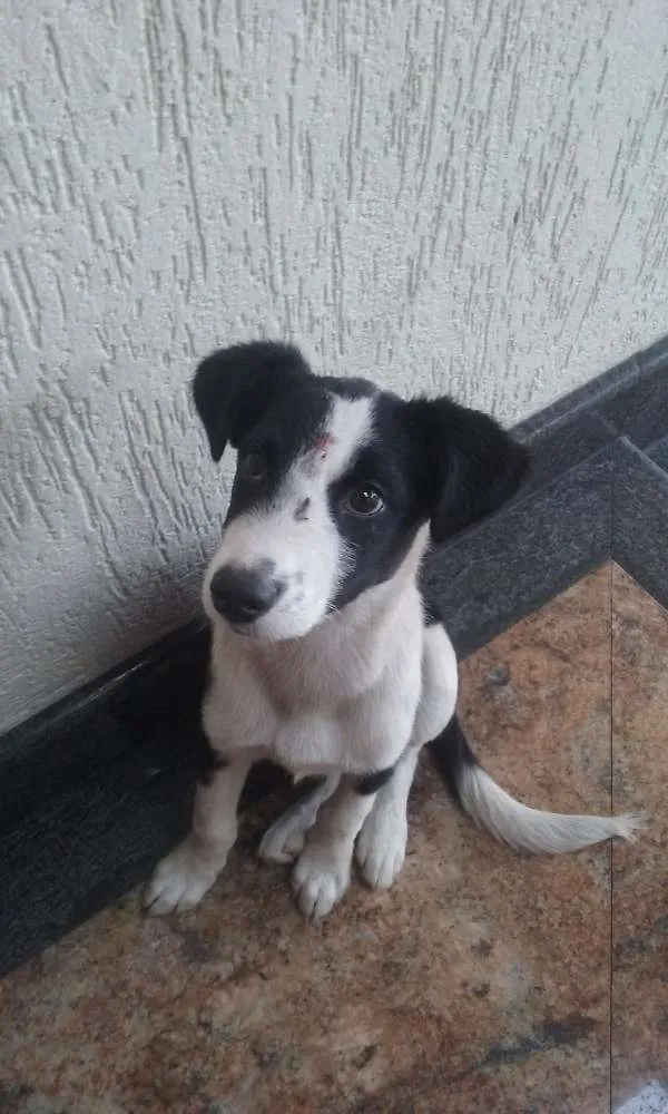 Cachorro ra a  idade 2 a 6 meses nome Sem nome