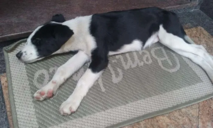 Cachorro ra a  idade 2 a 6 meses nome Sem nome