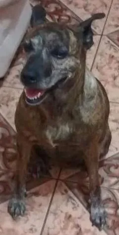 Cachorro ra a Viralata idade 6 ou mais anos nome Bombom