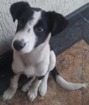 Cachorro raça  idade 2 a 6 meses nome Sem nome