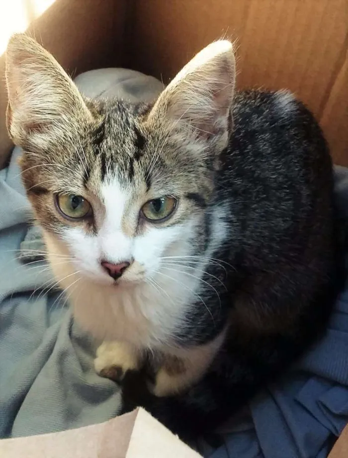 Gato ra a Não tem idade 2 a 6 meses nome Sem nome