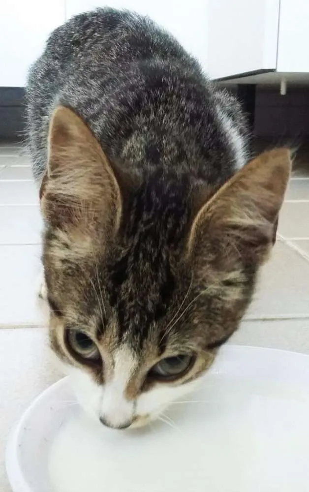 Gato ra a Não tem idade 2 a 6 meses nome Sem nome