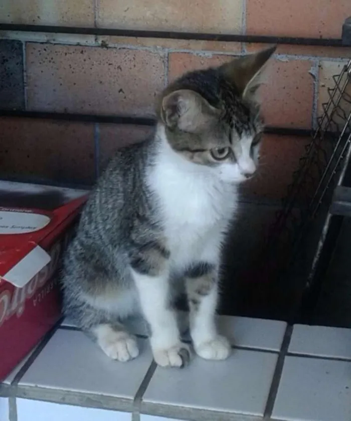 Gato ra a Não tem idade 2 a 6 meses nome Sem nome