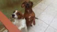 Leopoldo e Leonel