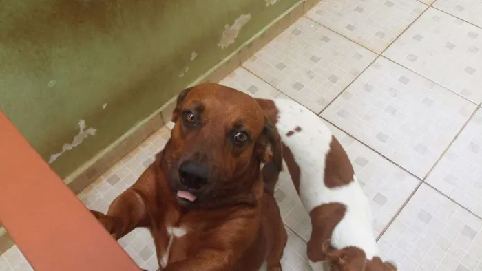 Cachorro ra a SRD idade 2 anos nome Leopoldo e Leonel