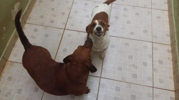 Cachorro ra a SRD idade 2 anos nome Leopoldo e Leonel
