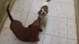 Leopoldo e Leonel