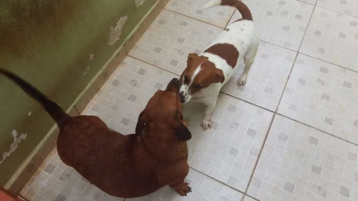 Cachorro ra a SRD idade 2 anos nome Leopoldo e Leonel