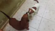 Leopoldo e Leonel