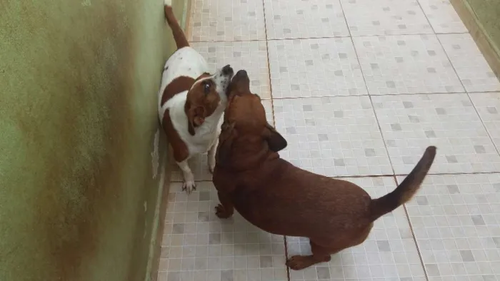 Cachorro ra a SRD idade 2 anos nome Leopoldo e Leonel