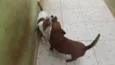 Leopoldo e Leonel