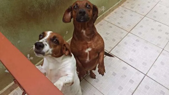 Cachorro ra a SRD idade 2 anos nome Leopoldo e Leonel