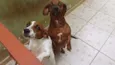 Leopoldo e Leonel