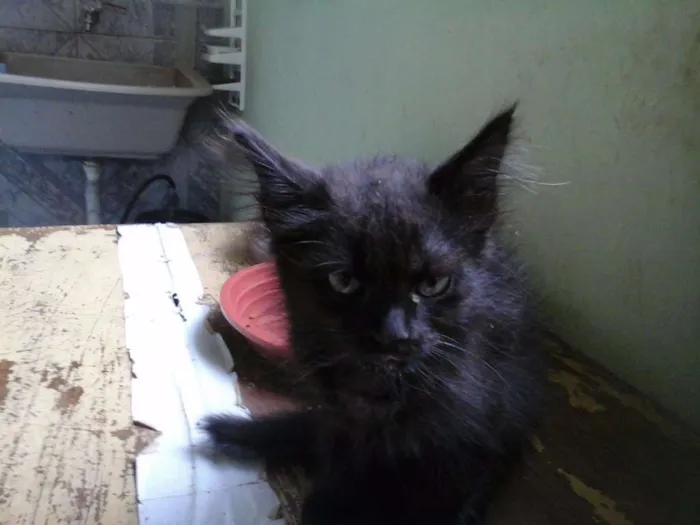 Gato ra a SRD idade Abaixo de 2 meses nome Sofia e Tilli