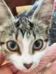Gato raça Não tem idade 2 a 6 meses nome Sem nome