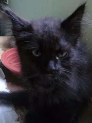 Gato raça SRD idade Abaixo de 2 meses nome Sofia e Tilli