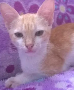 Gato raça não sei idade Abaixo de 2 meses nome Não  tem