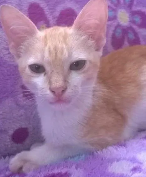 Gato ra a não sei idade Abaixo de 2 meses nome Não  tem