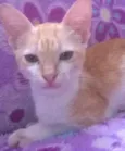 Não tem