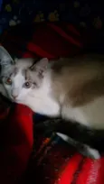 Falina
