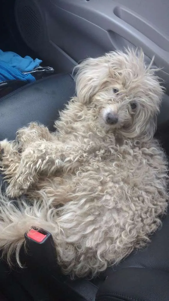 Cachorro ra a Poodle idade 1 ano nome Bianca