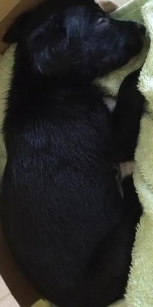 Cachorro raça De rua  idade  nome Pretinha