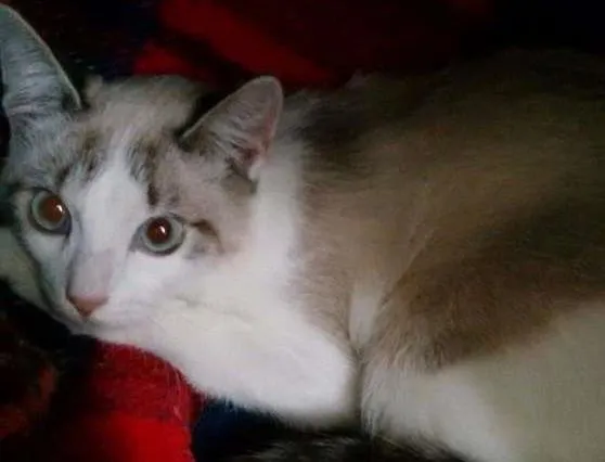 Gato ra a SRD idade 2 a 6 meses nome Falina