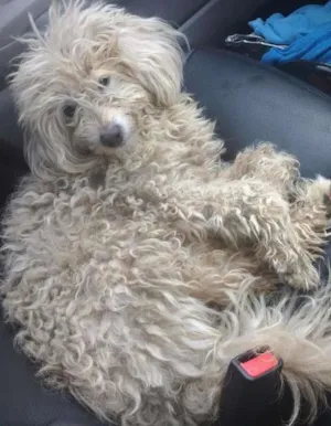 Cachorro raça Poodle idade 1 ano nome Bianca