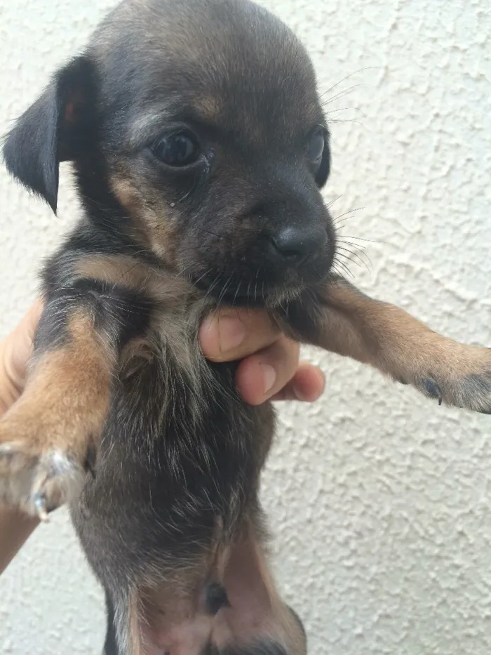 Cachorro ra a Sem data definida  idade Abaixo de 2 meses nome Abandonados ! 