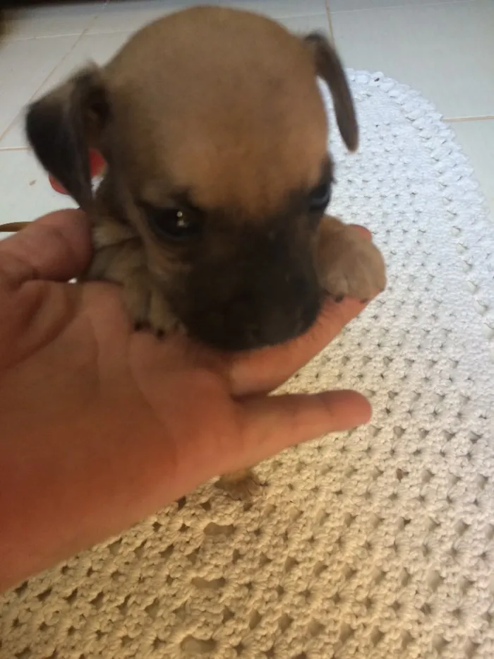 Cachorro ra a Sem data definida  idade Abaixo de 2 meses nome Abandonados ! 