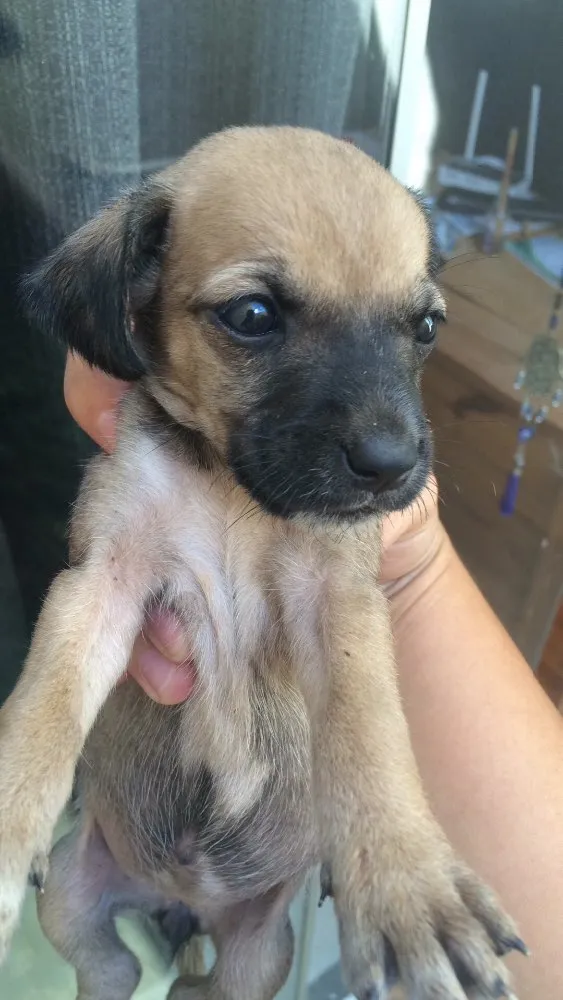 Cachorro ra a Sem data definida  idade Abaixo de 2 meses nome Abandonados ! 