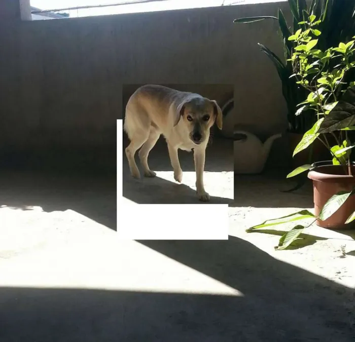 Cachorro ra a  idade 1 ano nome Dexter