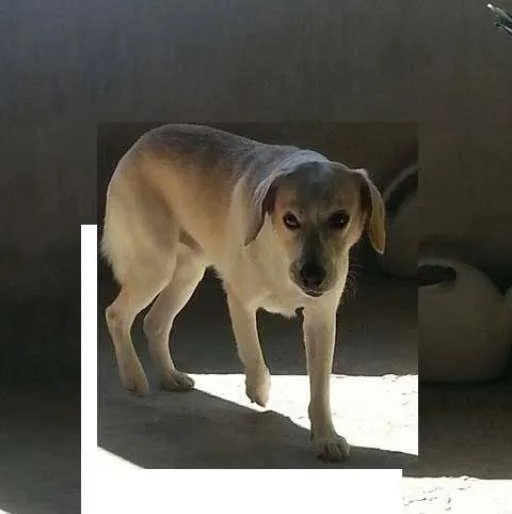 Cachorro ra a  idade 1 ano nome Dexter