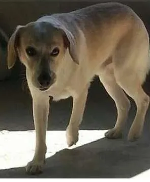 Cachorro ra a  idade 1 ano nome Dexter