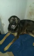 Cachorro raça srd  idade 1 ano nome Lilica