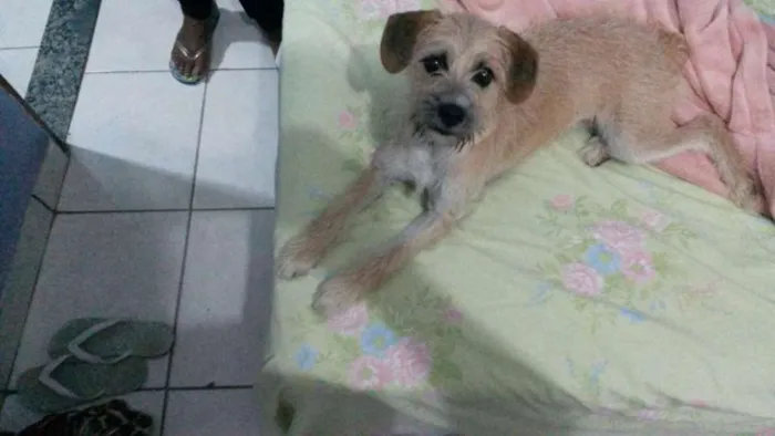 Cachorro raça vira lata idade 2 a 6 meses nome Não tem nome