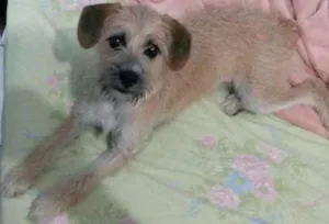 Cachorro raça vira lata idade 2 a 6 meses nome Não tem nome