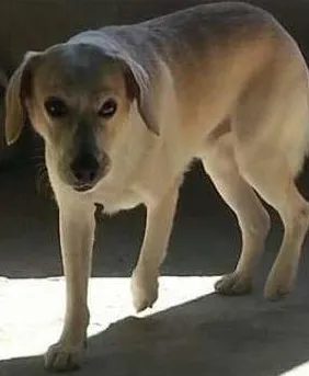 Cachorro raça  idade 1 ano nome Dexter