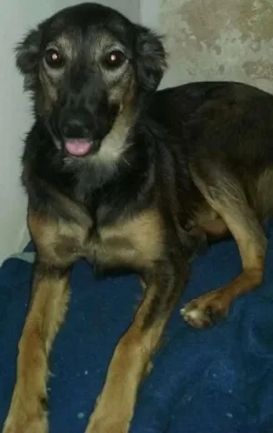 Cachorro raça srd  idade 1 ano nome Lilica